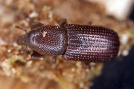 Stereocorynes truncorum / Balkenrssler / Rsselkfer - Curculionidae - Cossininae