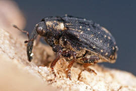 Stereonychus fraxini / Eschen-Blattschaber (Frisch geschlpft) / Rsselkfer - Curculionidae - Curculioninae