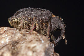Stereonychus fraxini / Eschen-Blattschaber / Rüsselkäfer - Curculionidae - Curculioninae