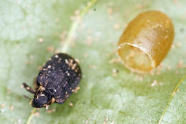 Stereonychus fraxini / Eschen-Blattschaber (Frisch geschlpft) / Rsselkfer - Curculionidae - Curculioninae