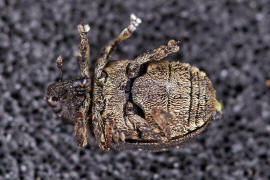 Stereonychus fraxini / Eschen-Blattschaber / Rüsselkäfer - Curculionidae - Curculioninae