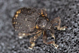 Stereonychus fraxini / Eschen-Blattschaber / Rüsselkäfer - Curculionidae - Curculioninae
