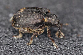 Stereonychus fraxini / Eschen-Blattschaber / Rüsselkäfer - Curculionidae - Curculioninae