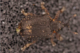 Stereonychus fraxini / Eschen-Blattschaber / Rüsselkäfer - Curculionidae - Curculioninae