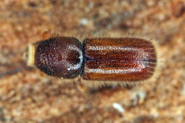 Taphrorychus bicolor / Kleiner Buchen-Borkenkfer / Borkenkfer - Scolytidae
