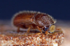 Taphrorychus bicolor / Kleiner Buchen-Borkenkfer / Borkenkfer - Scolytidae