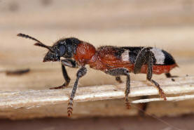 Thanasimus formicarius / Gemeiner Ameisenbuntkäfer / Buntkäfer - Cleridae