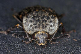 Thanatophilus sinuatus / Gerippter Totenfreund / Aaskfer - Silphidae - Silphinae