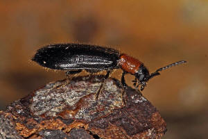 Tillus elongatus / Holzbuntkfer / Buchen-Buntkfer / Laubholz-Buntkfer / Buntkfer - Cleridae