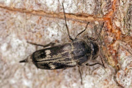 Tomoxia bucephala / Breitkpfiger Stachelkfer / Stachelkfer - Mordellidae