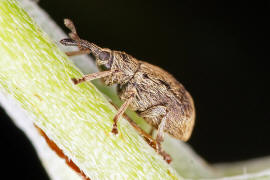 Trichopterapion holosericeum / Hainbuchen-Spitzmausrssler / Spitzmausrssler - Apionidae / berfamilie: Rsselkfer - Curculionoidea