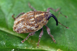 Trichosirocalus barnevillei / Schafgarben-Borstenrssler / Curculionidae - Rsselkfer - Ceutorhynchinae