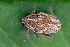 Trichosirocalus barnevillei / Schafgarben-Borstenrssler / Curculionidae - Rsselkfer - Ceutorhynchinae