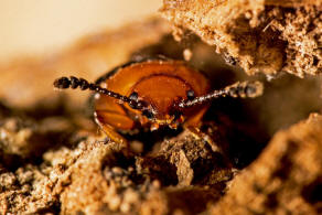 Triplax russica / Russischer Faulholzkfer / Pilzkfer - Erotylidae