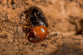 Triplax russica / Russischer Faulholzkfer / Pilzkfer - Erotylidae