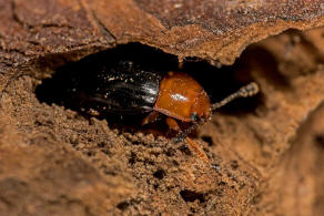 Triplax russica / Russischer Faulholzkfer / Pilzkfer - Erotylidae