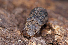 Trox scaber / Ohne deutschen Namen / Erdkfer - Trogidae