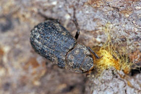 Trox scaber / Ohne deutschen Namen / Erdkfer - Trogidae