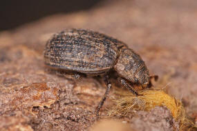 Trox scaber / Ohne deutschen Namen / Erdkfer - Trogidae