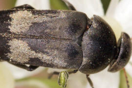 Variimorda villosa / Gebnderter Stachelkfer / Stachelkfer - Mordellidae