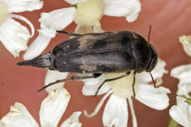 Variimorda villosa / Gebnderter Stachelkfer / Stachelkfer - Mordellidae