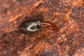 Vincenzellus ruficollis / Rothalsiger Scheinrssler / Scheinrssler - Salpingidae