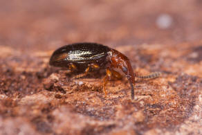 Vincenzellus ruficollis / Rothalsiger Scheinrssler / Scheinrssler - Salpingidae