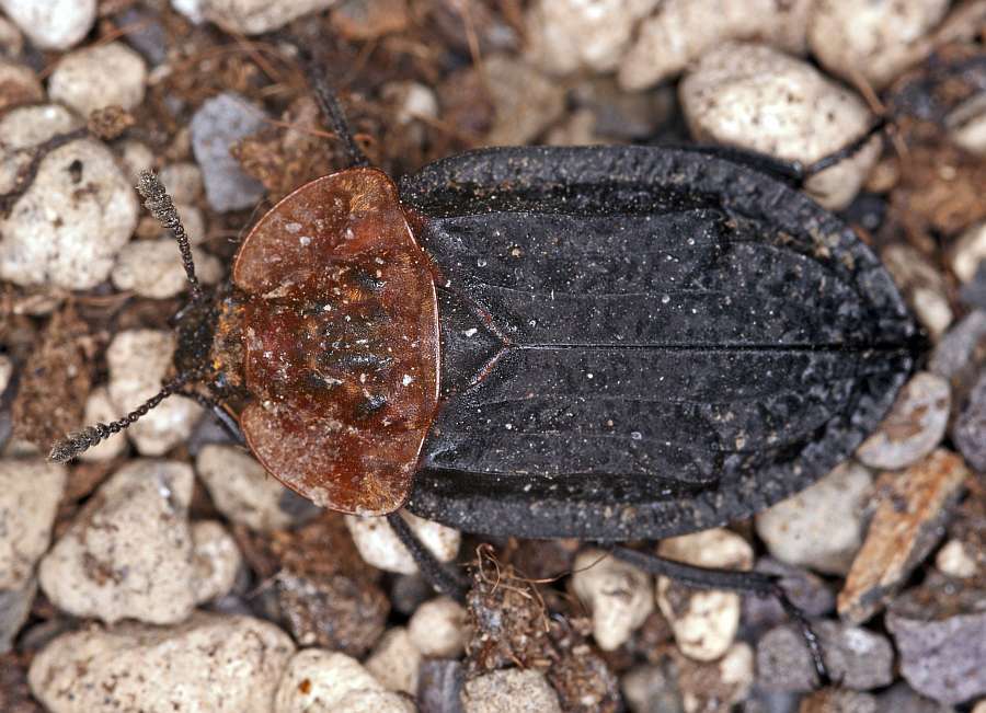 Oiceoptoma thoracicum / Rothalsige Silphe / Aaskäfer - Silphidae