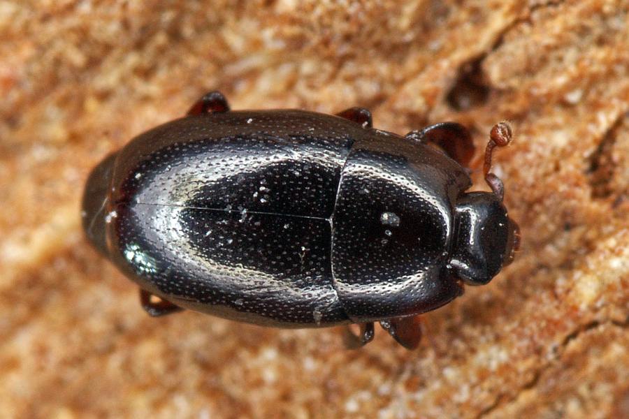 Paromalus flavicornis / Ohne deutschen Namen / Stutzkäfer - Histeridae - Dendrophilinae