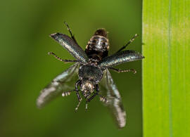 Platycerus caraboides / Kleiner Rehschrter / Schrter - Lucanidae