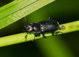 Platycerus caraboides / Kleiner Rehschrter / Schrter - Lucanidae