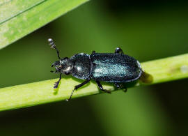 Platycerus caraboides / Kleiner Rehschrter / Schrter - Lucanidae