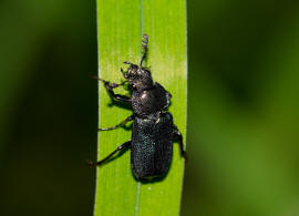 Platycerus caraboides / Kleiner Rehschrter / Schrter - Lucanidae