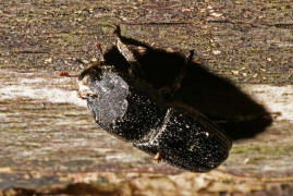 Sinodendron cylindricum / Kopfhornschrter / Schrter - Lucanidae