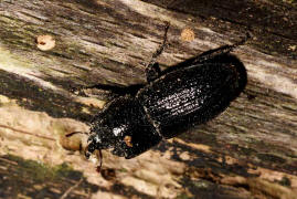 Sinodendron cylindricum / Kopfhornschrter / Schrter - Lucanidae