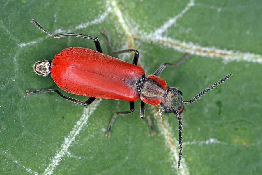 Anthocomus rufus (syn. Anthocomus coccineus) / Roter Zipfelkäfer / Zipfelkäfer - Malachiidae