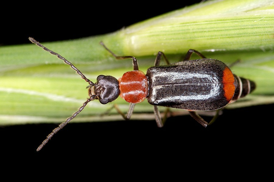 Axinotarsus ruficollis / Ohne deutschen Namen / Zipfelkäfer - Malachiidae