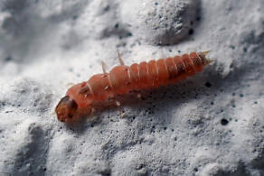 Anthocomus equestris (Larve) / Warzenkfer / Zipfelkfer - Malachiidae