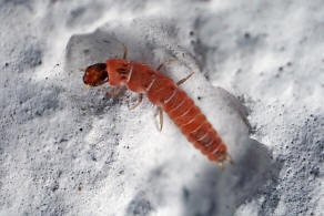 Anthocomus equestris (Larve) / Warzenkfer / Zipfelkfer - Malachiidae