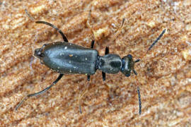 Charopus flavipes / Ohne deutschen Namen / Zipfelkfer - Malachiidae