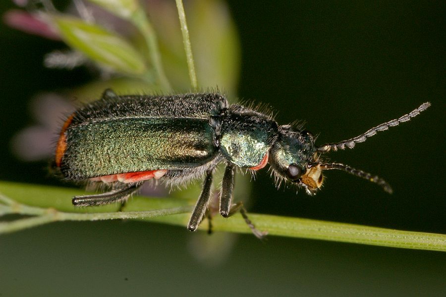 Malachius bipustulatus / Zweifleckiger Zipfelkäfer / Zipfelkäfer - Malachiidae - Malachiinae
