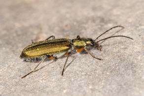 Chrysanthia flavipes / Ohne deutschen Namen / Scheinbockkfer - Oedemeridae - Nacerdinae