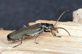 Ischnomera cyanea / Blauer Scheinbockkfer / Scheinbockkfer - Oedemeridae