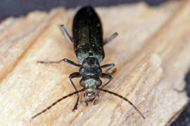 Ischnomera cyanea / Blauer Scheinbockkfer / Scheinbockkfer - Oedemeridae