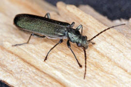 Ischnomera cyanea / Blauer Scheinbockkfer / Scheinbockkfer - Oedemeridae