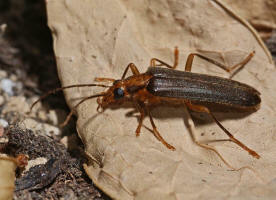 Nacerdes carniolica  / Krainer Scheinbockkfer / Scheinbockkfer - Oedemeridae