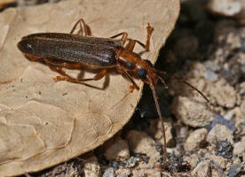 Nacerdes carniolica  / Krainer Scheinbockkfer / Scheinbockkfer - Oedemeridae