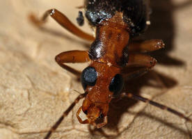 Nacerdes carniolica  / Krainer Scheinbockkfer / Scheinbockkfer - Oedemeridae