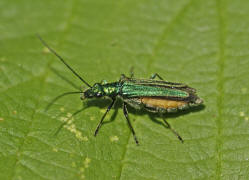 Oedemera nobilis / Grner Scheinbockkfer / Scheinbockkfer - Oedemeridae - Oedemerinae