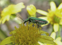 Oedemera nobilis / Grner Scheinbockkfer / Scheinbockkfer - Oedemeridae - Oedemerinae